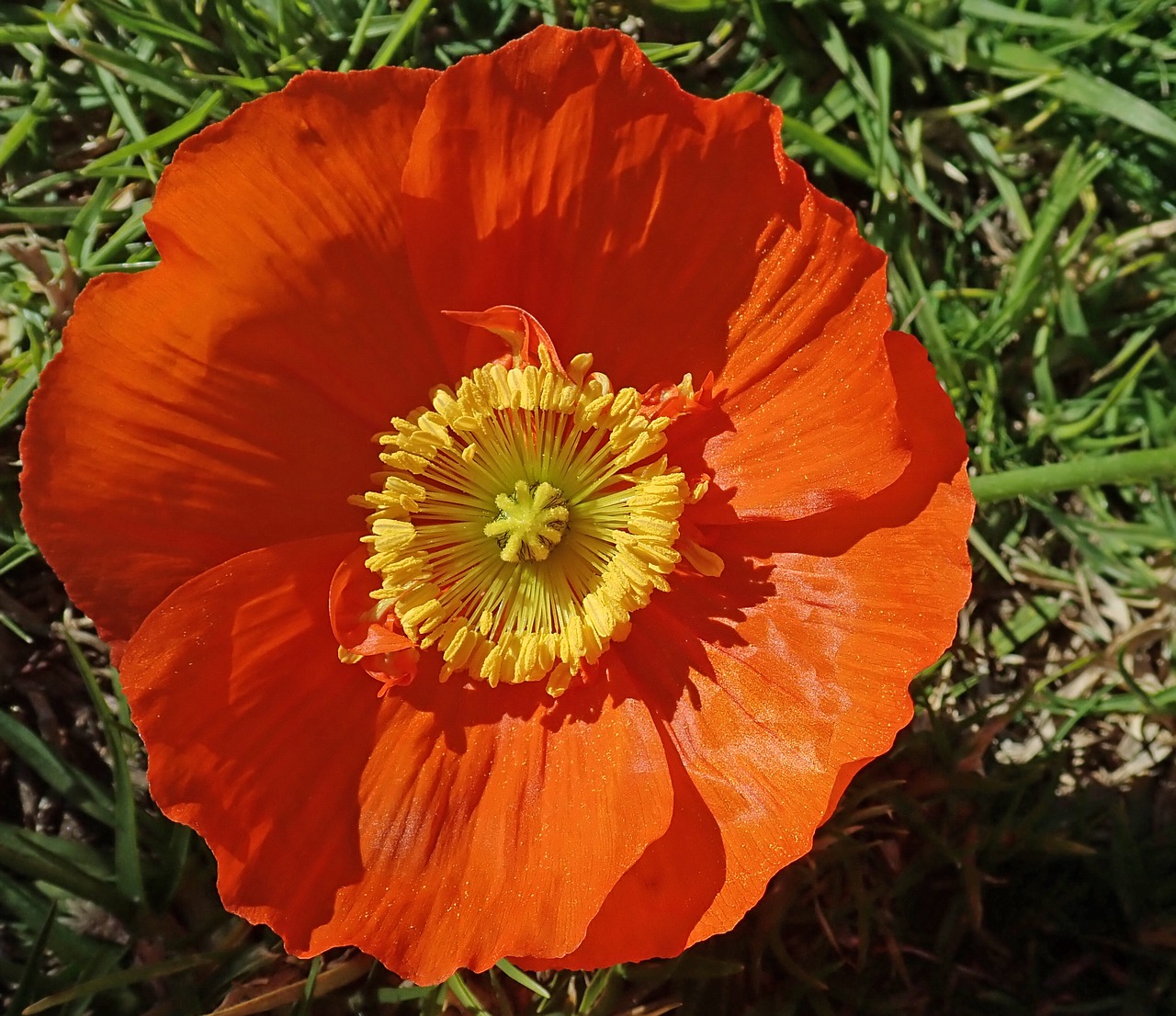 poppy  flower  garden free photo