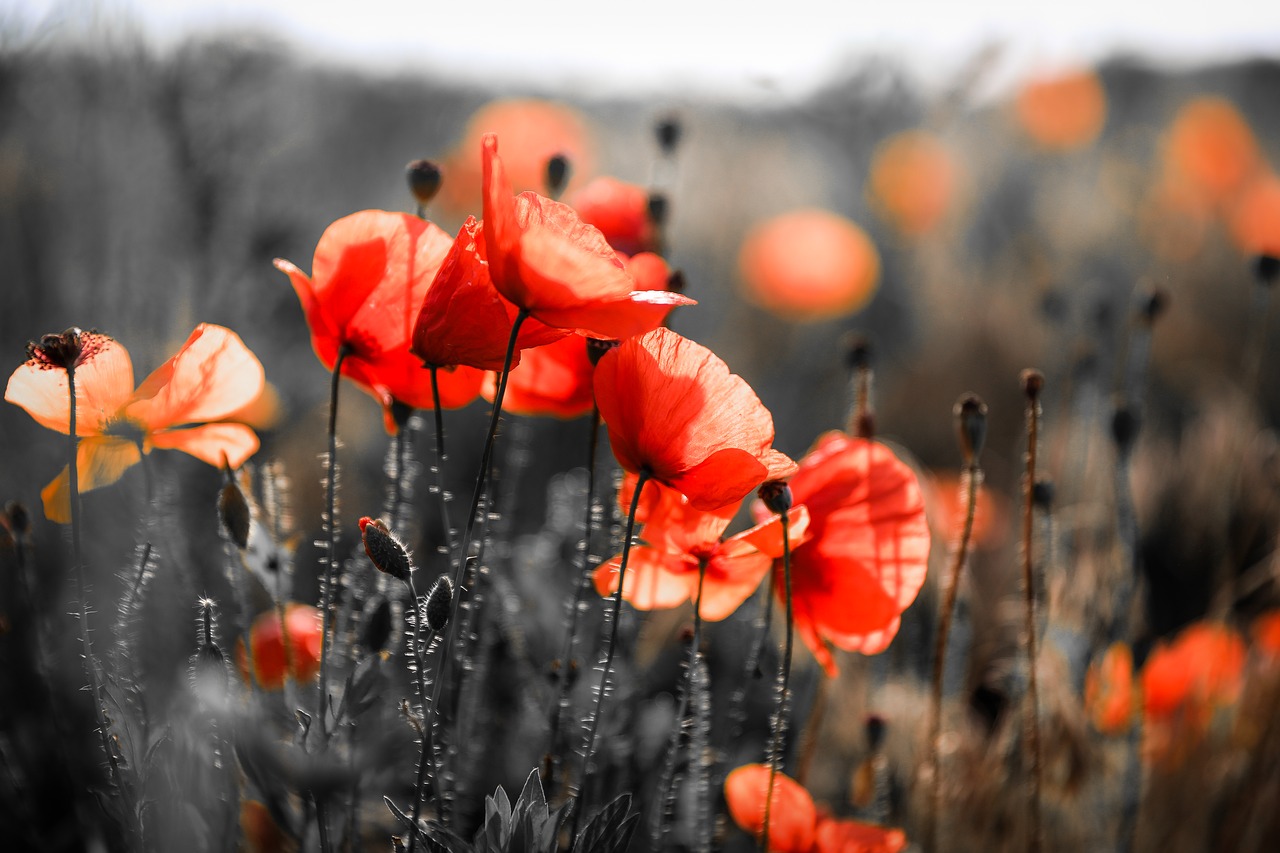 poppy  wildflower  flower free photo