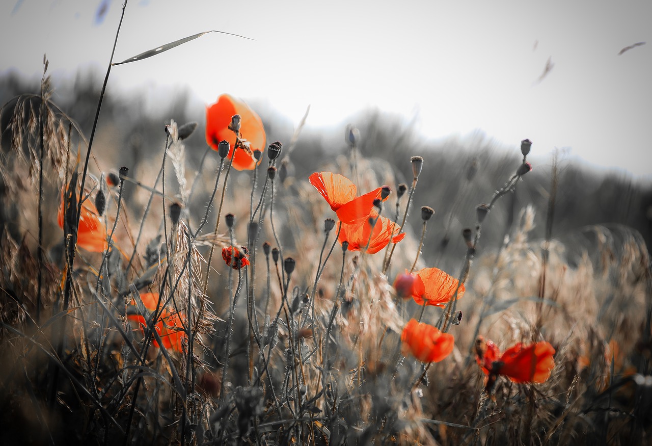 poppy  wildflower  flower free photo