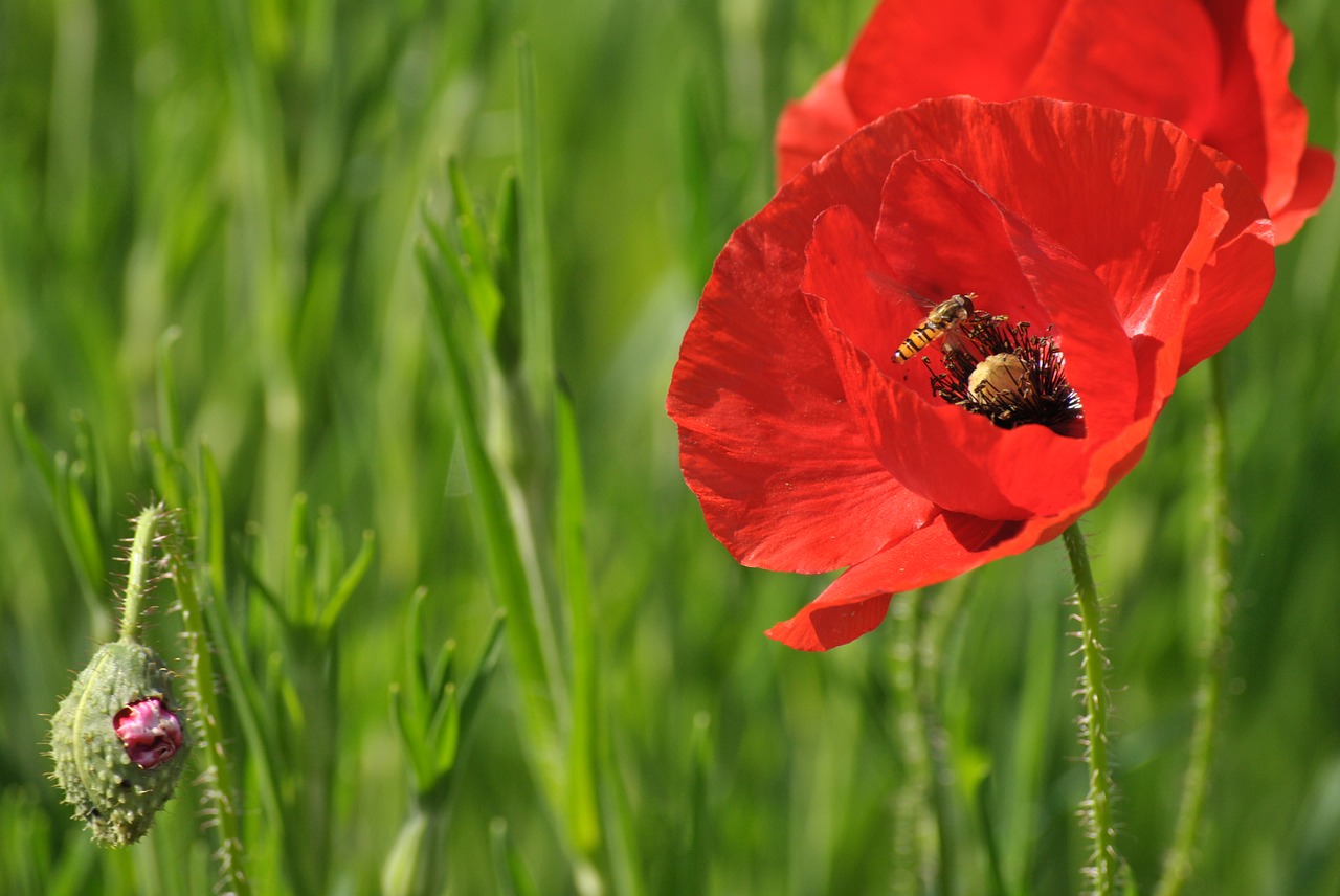 poppy  flower  spring free photo