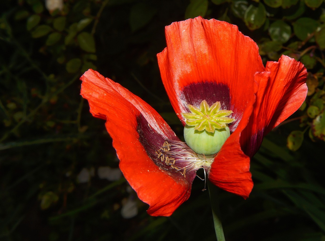 poppy blossom bloom free photo