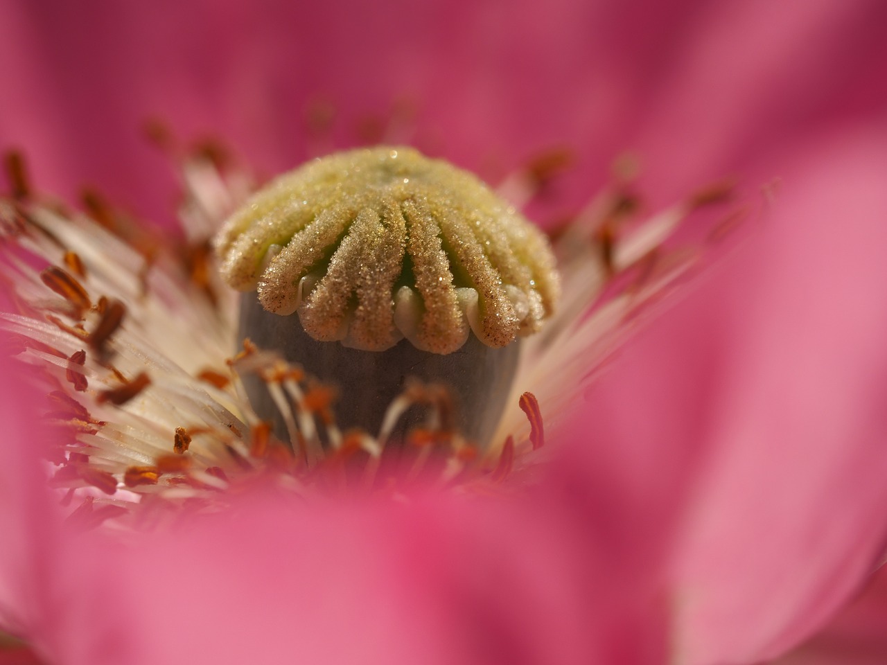 poppy  blossom  bloom free photo