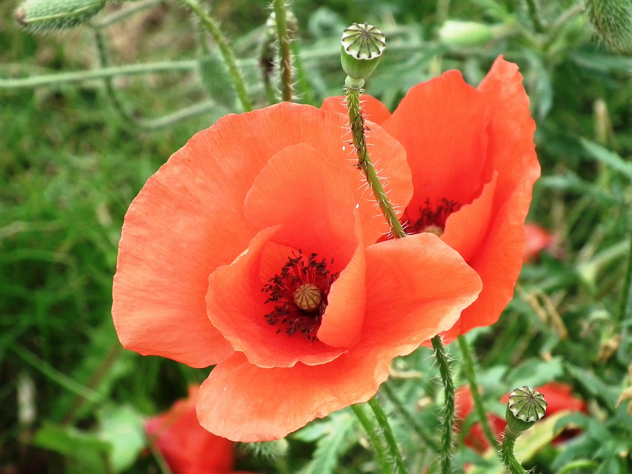 poppy flower klatschmohn free photo