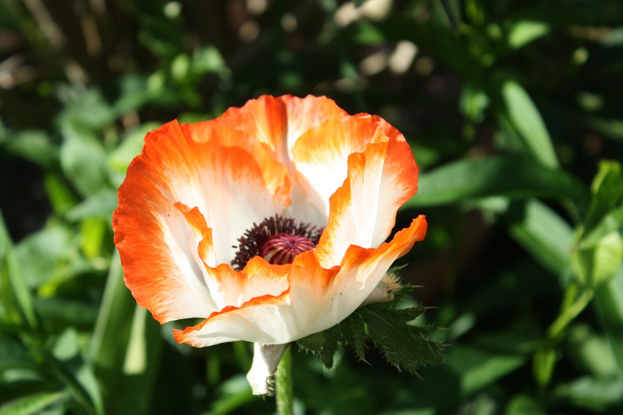 poppy flower poppy flower free photo