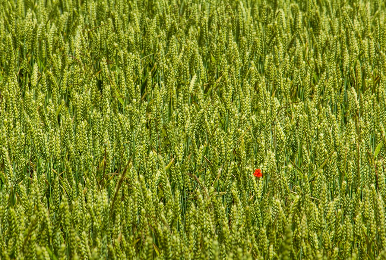 poppy  wheat  nature free photo
