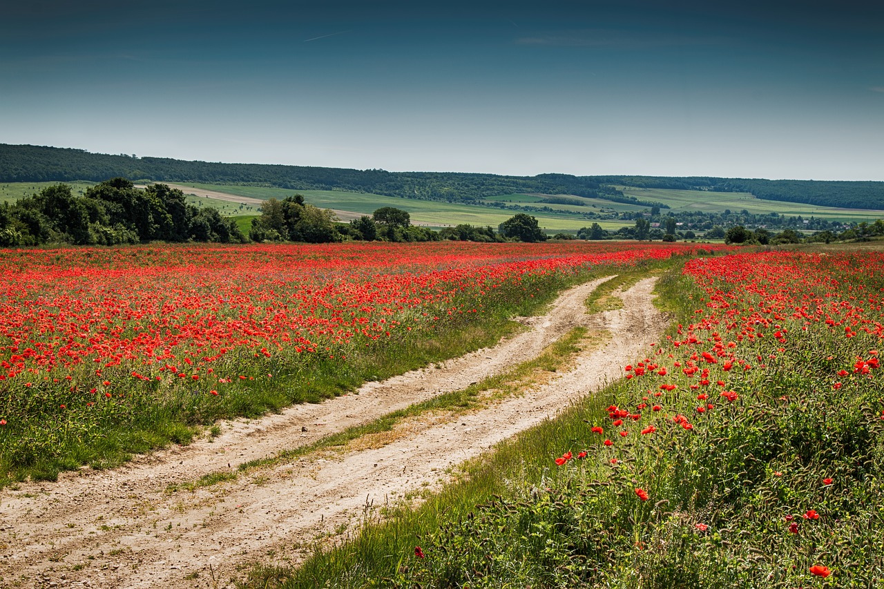 poppy  field  landscape free photo