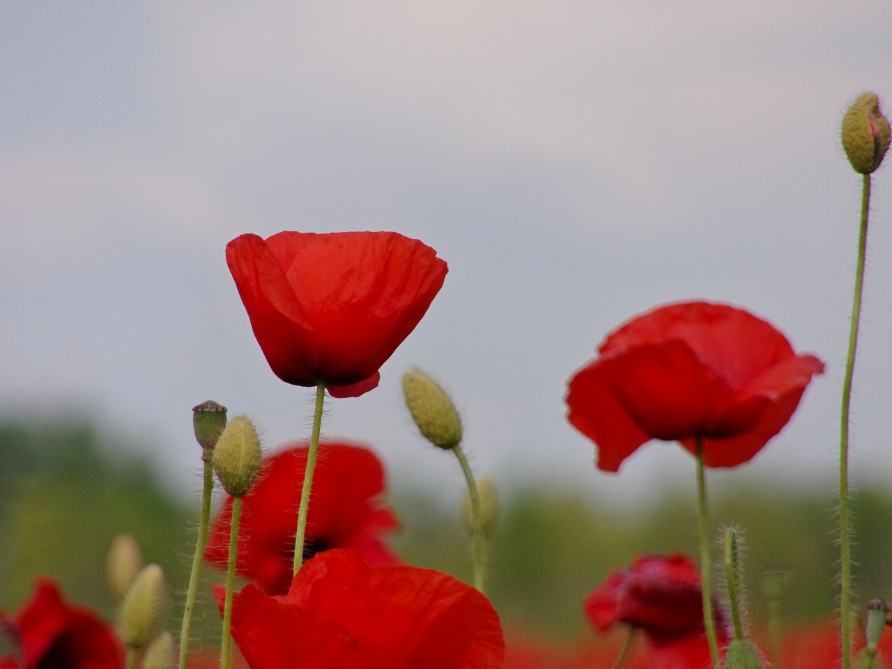 poppy  field  summer free photo