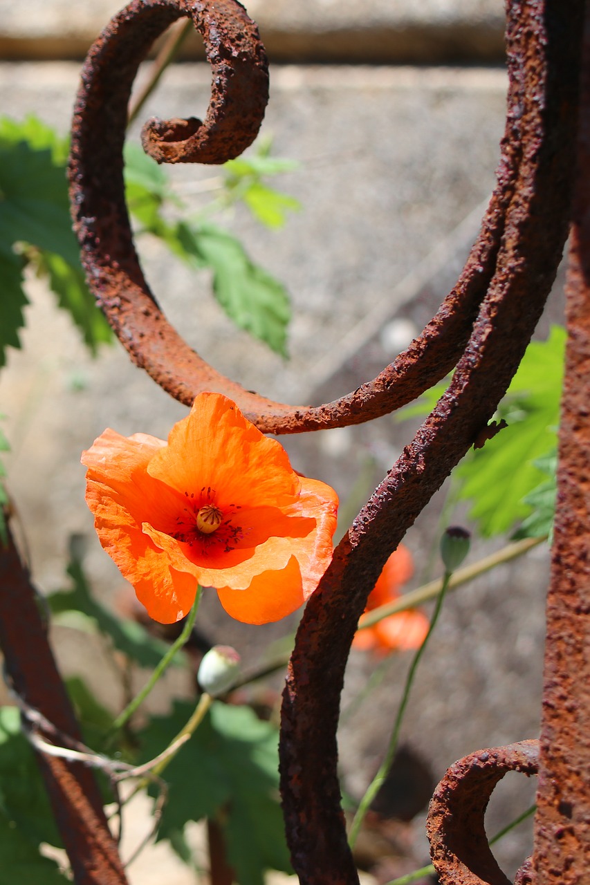 poppy  metal fence  rust free photo