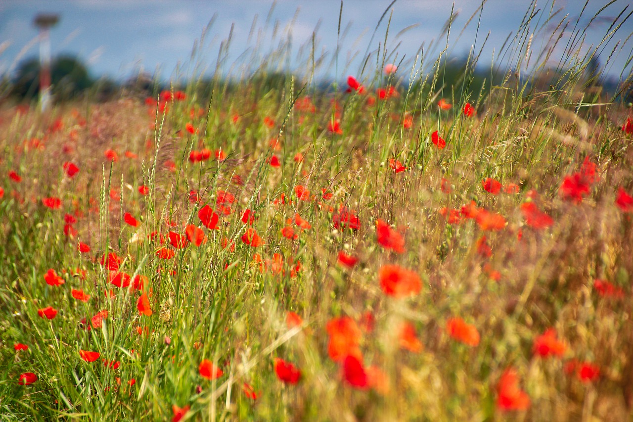 poppy  meadow  summer free photo