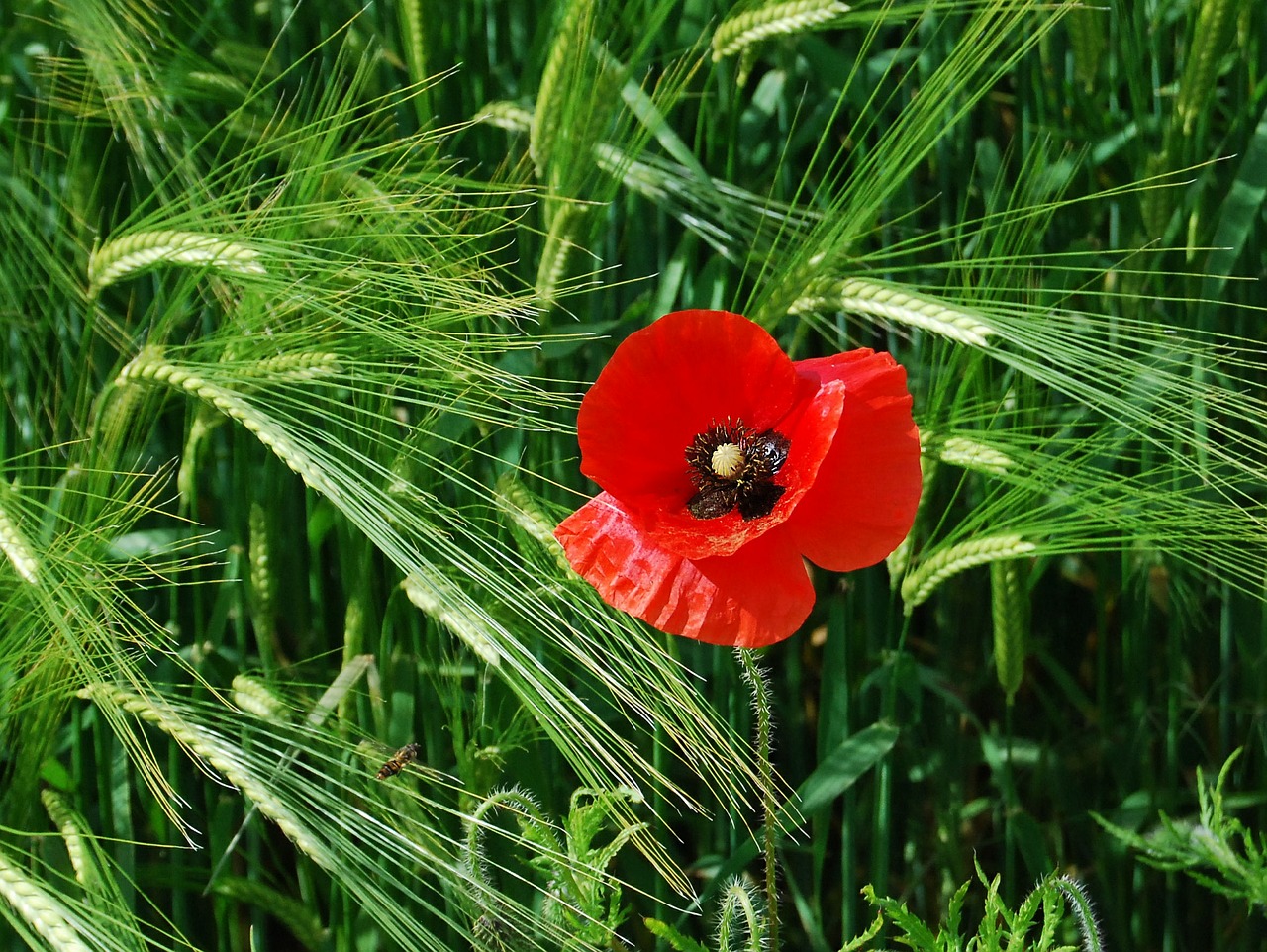 poppy red barley free photo