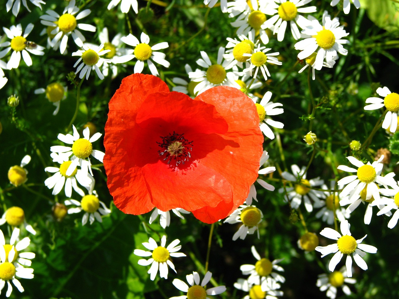 poppy chamomile red free photo