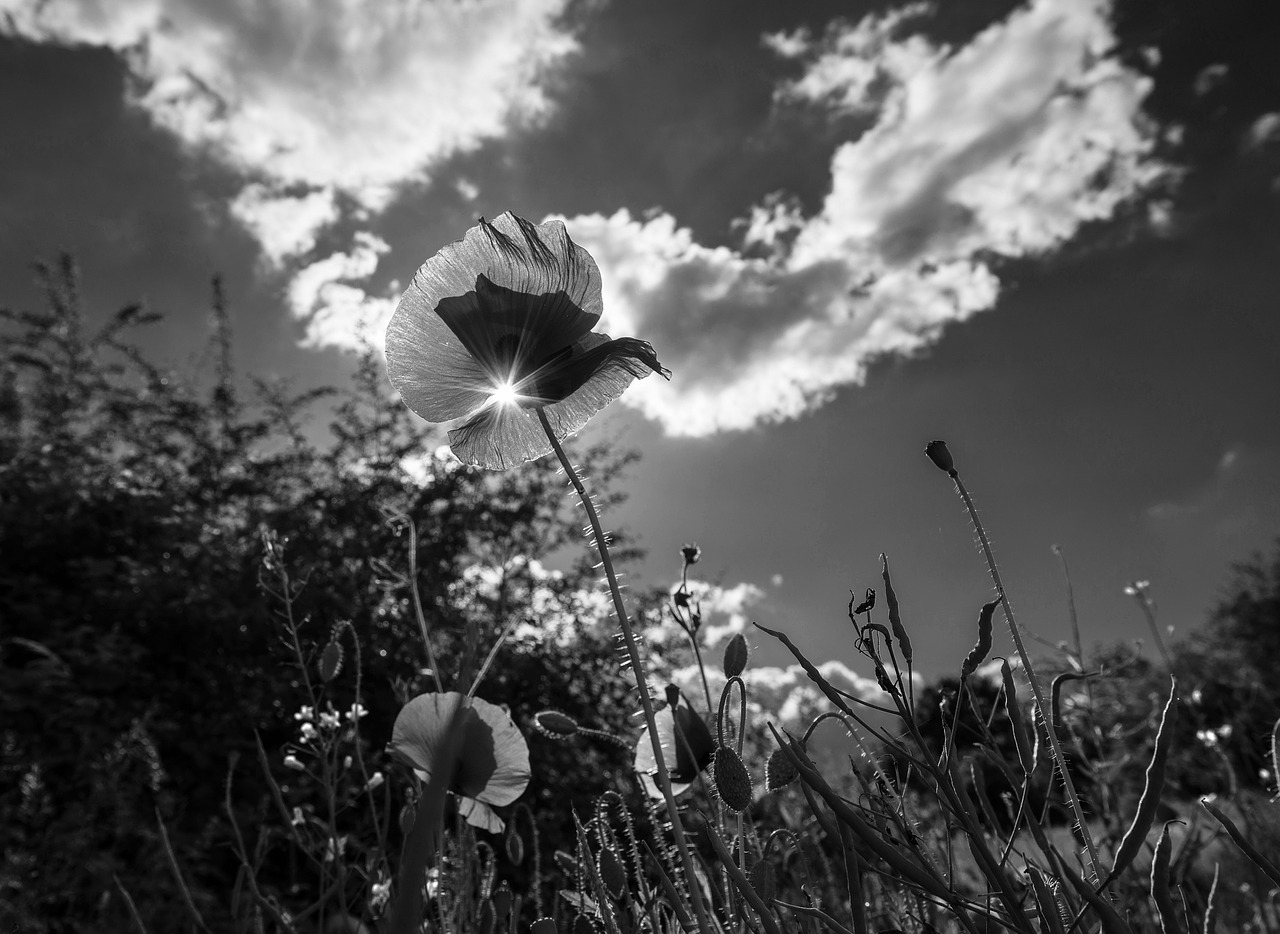 poppy grass flower free photo