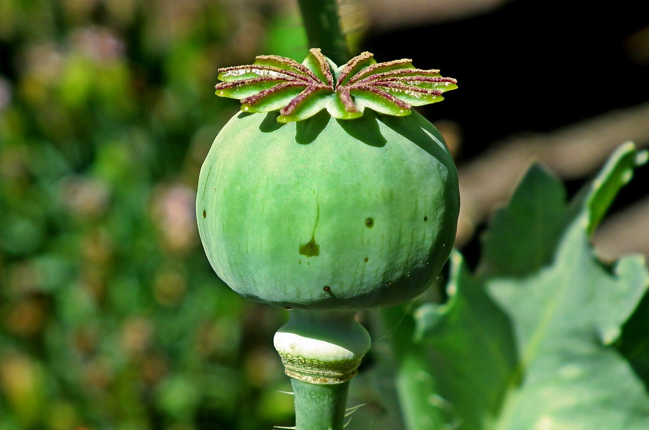 poppy  plant  summer free photo