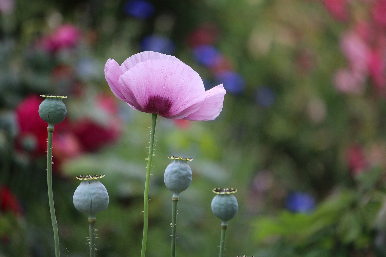 poppy  pink  flower free photo