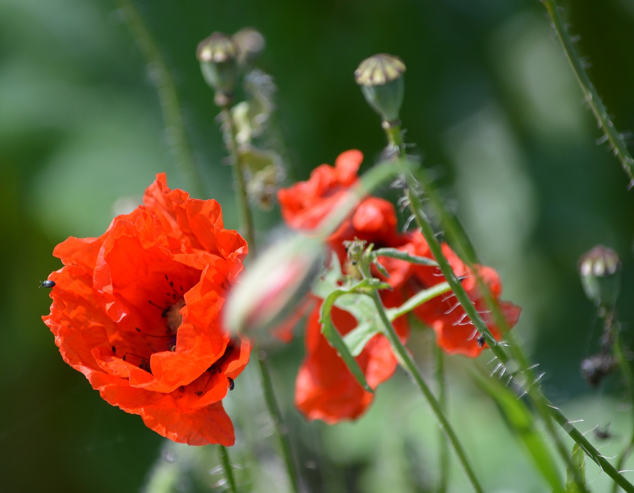 poppy  summer  nature free photo