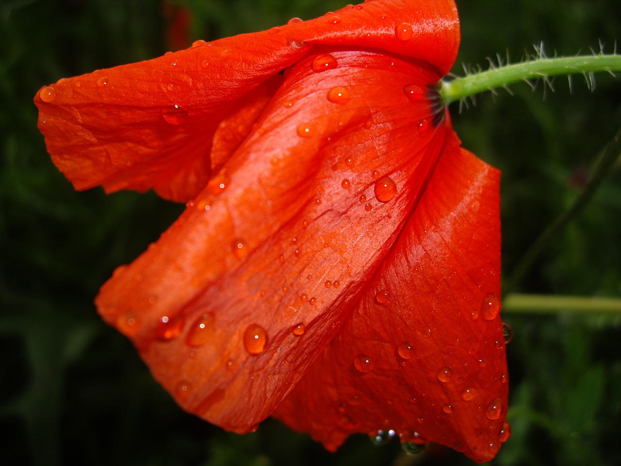 poppy  rain  nature free photo