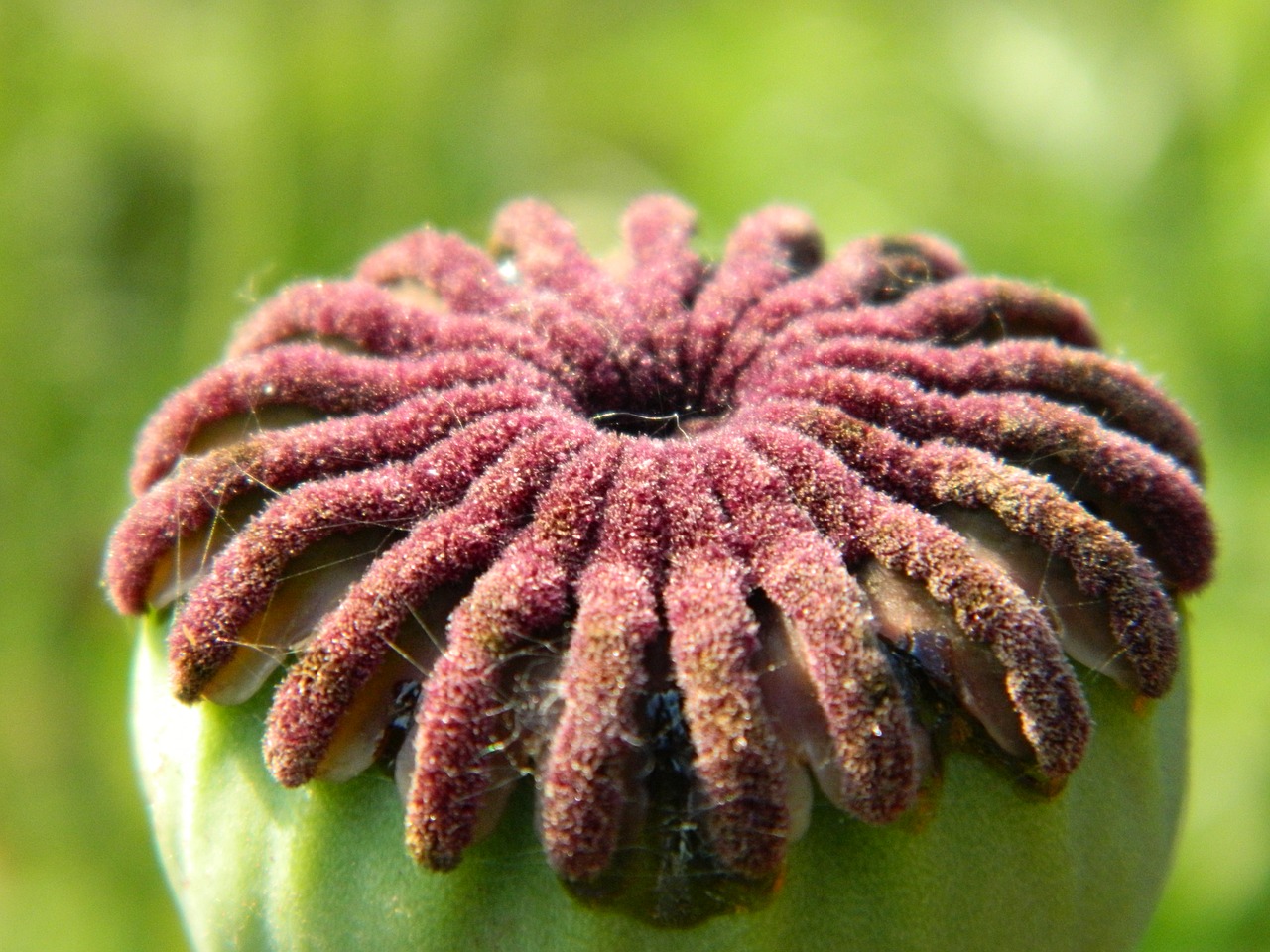 poppy  development  nature free photo