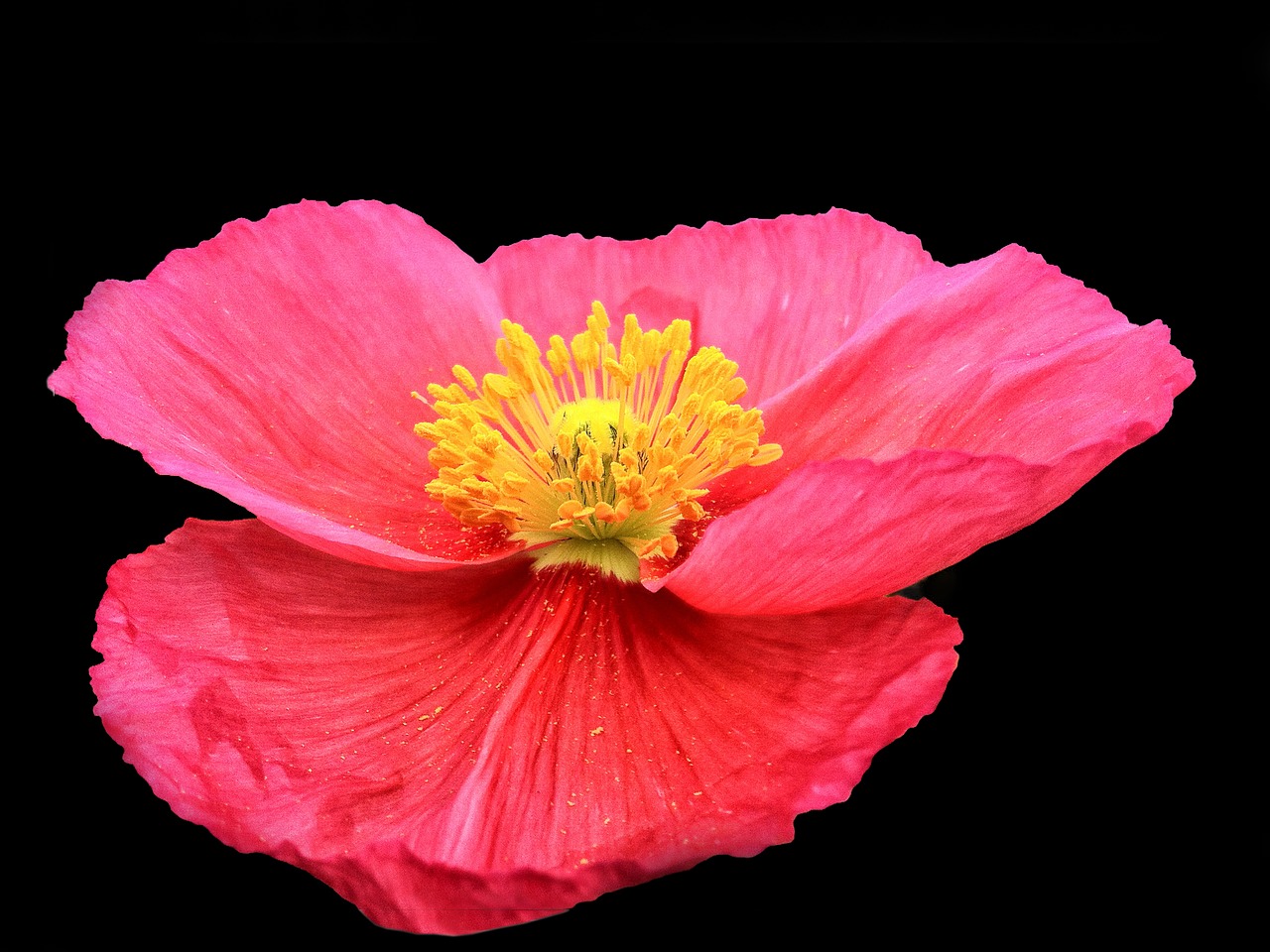 poppy  flower  red free photo