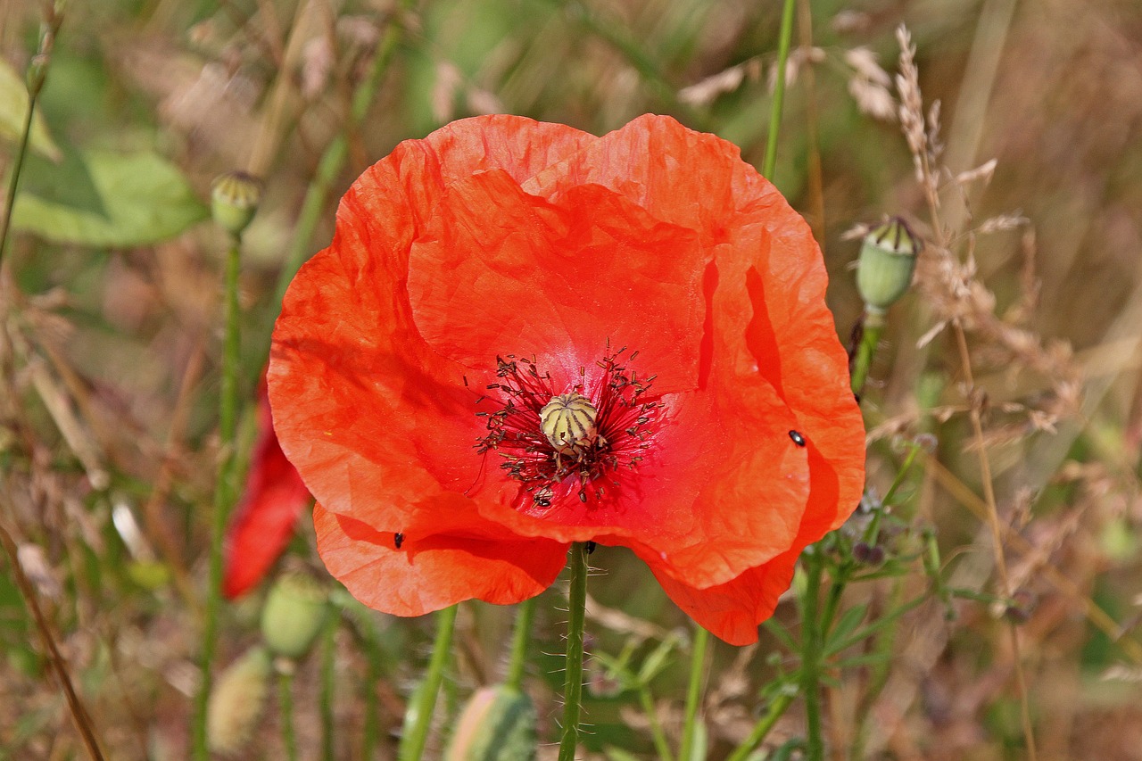 poppy  flower  nature free photo