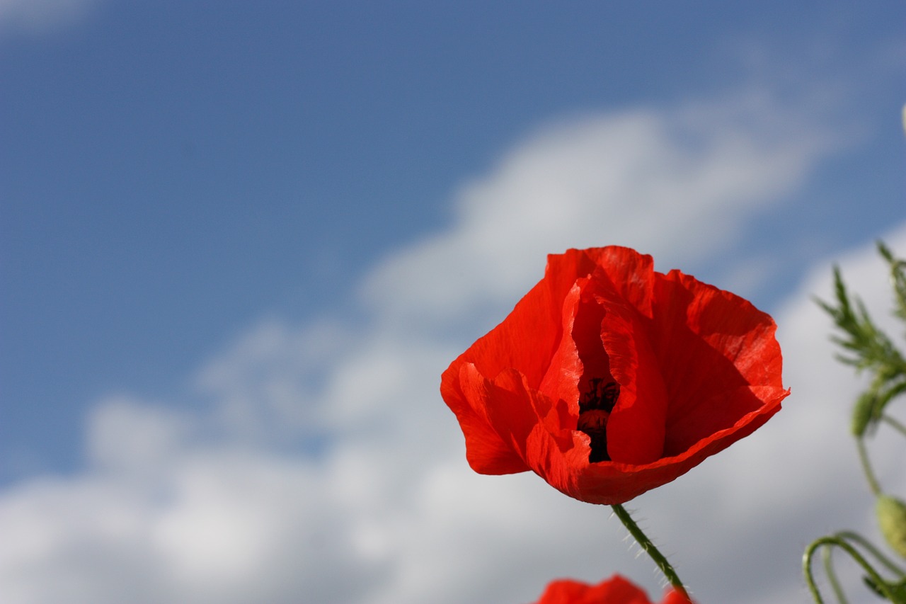 poppy  red  flower free photo