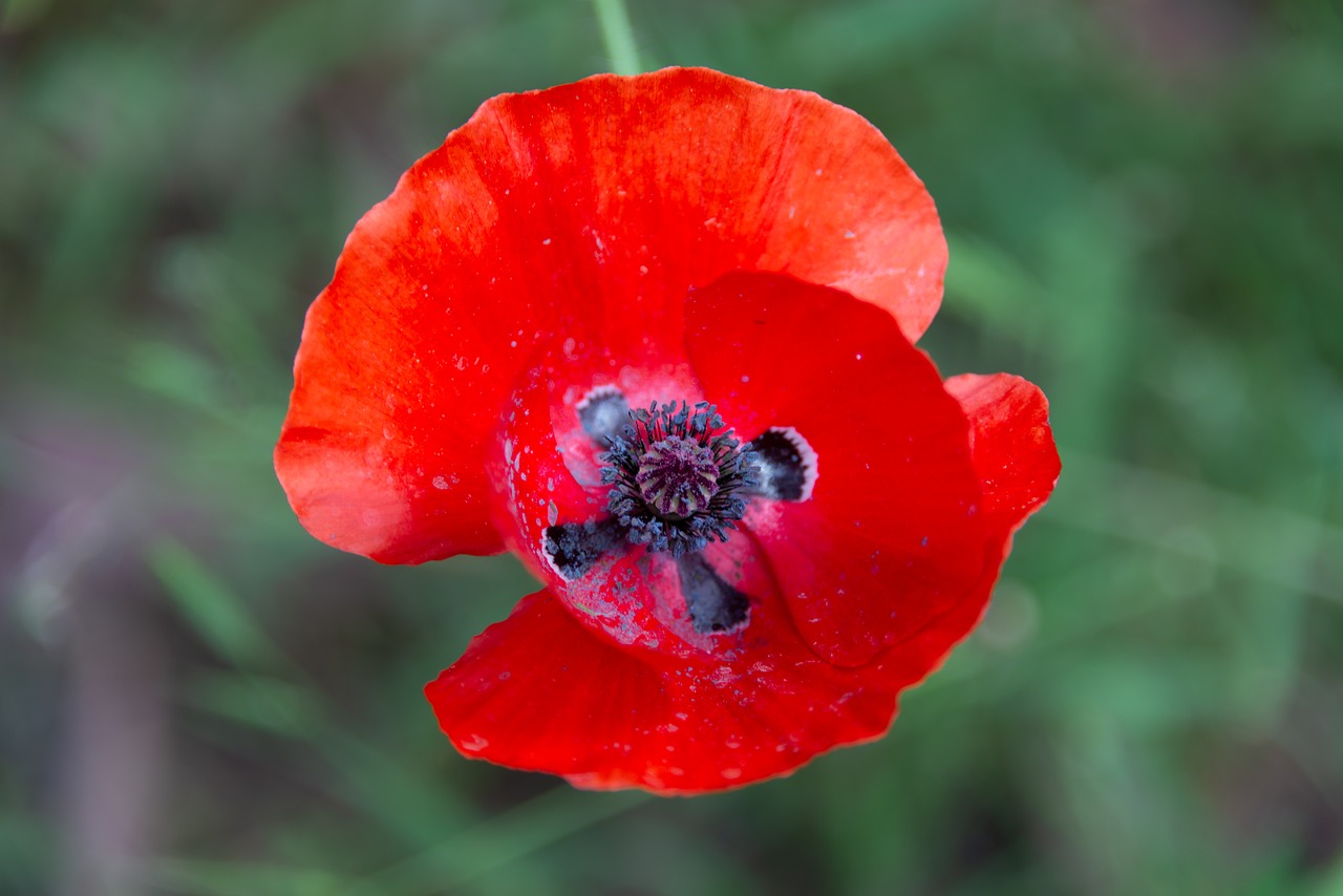 poppy  flower  red free photo