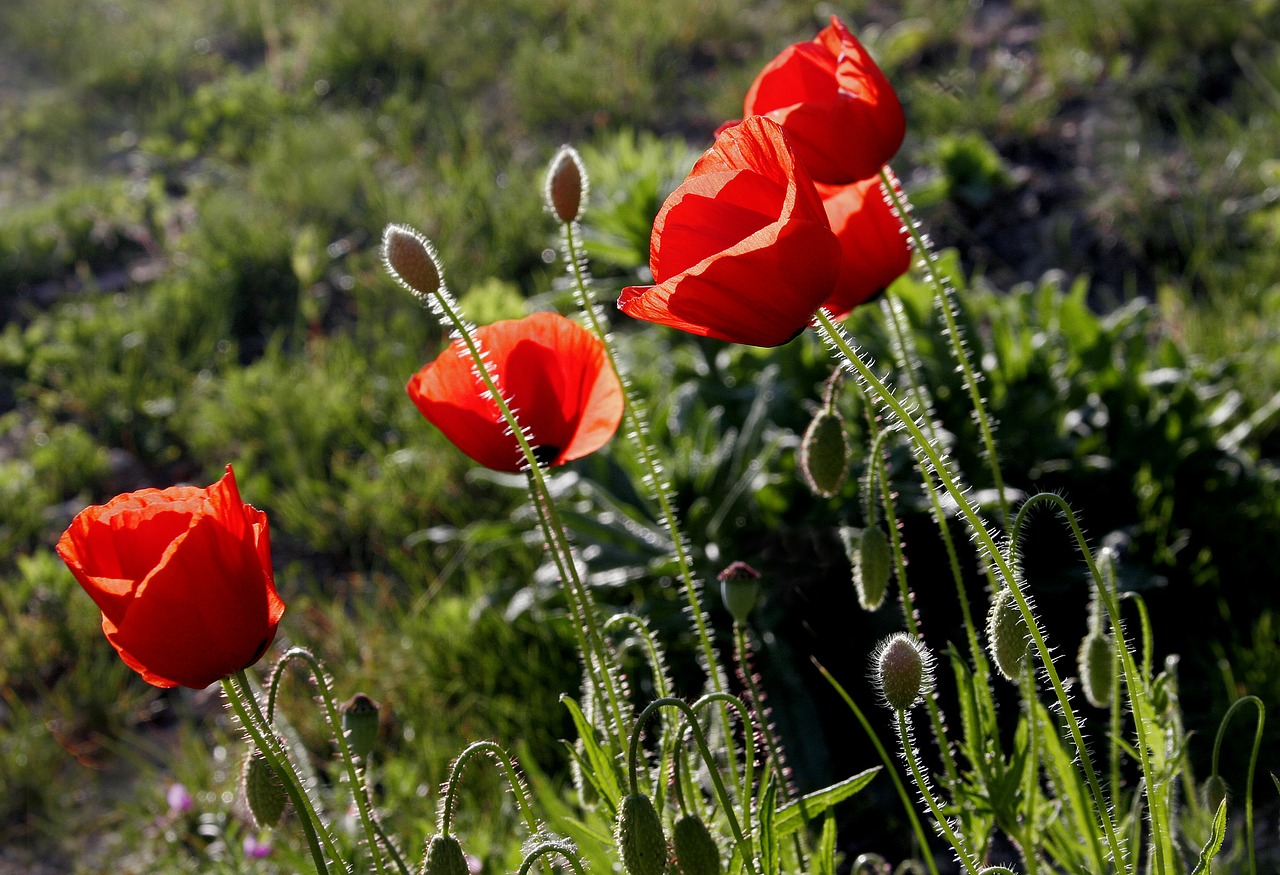 poppy wild flower nature free photo