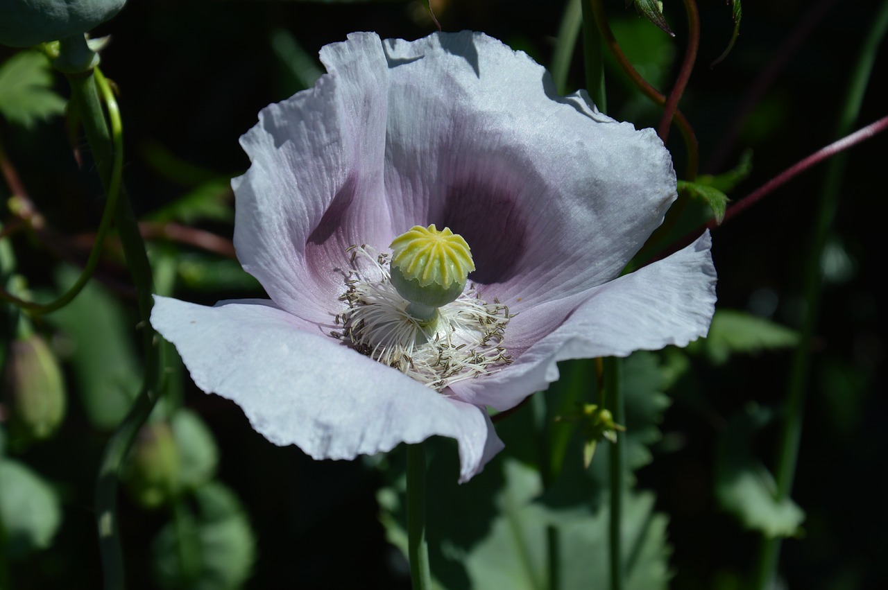 poppy  papaver  blossom free photo