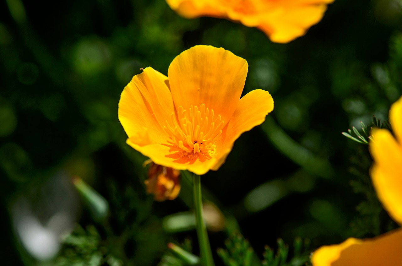 poppy  yellow  californian free photo