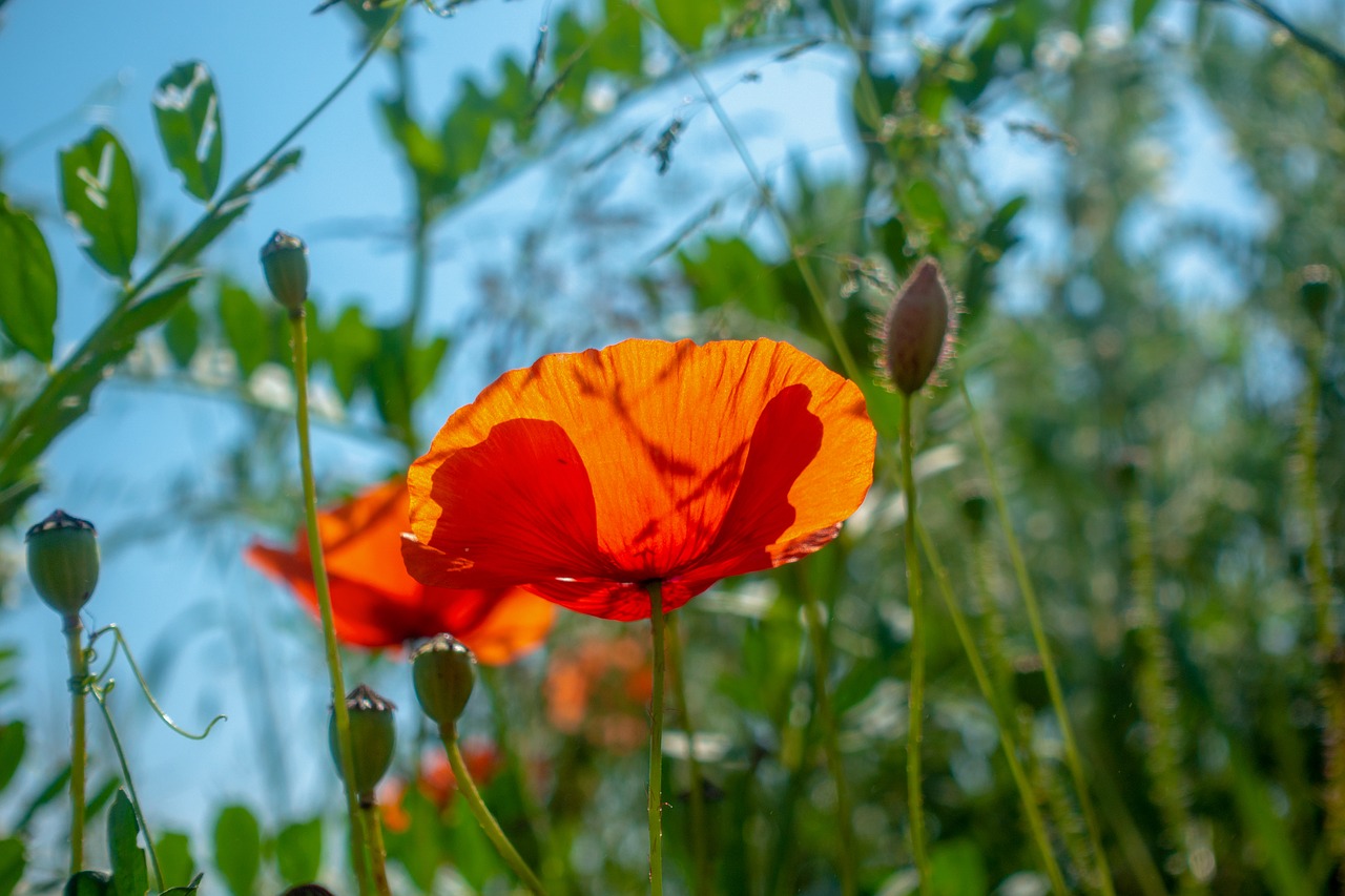 poppy  klatschmohn  blossom free photo