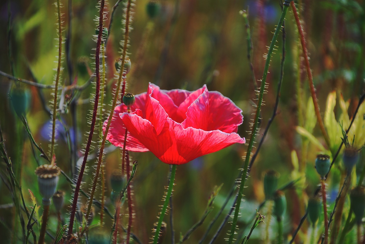 poppy  poppy flower  flower free photo