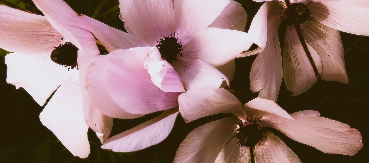 poppy  bloom  flower free photo