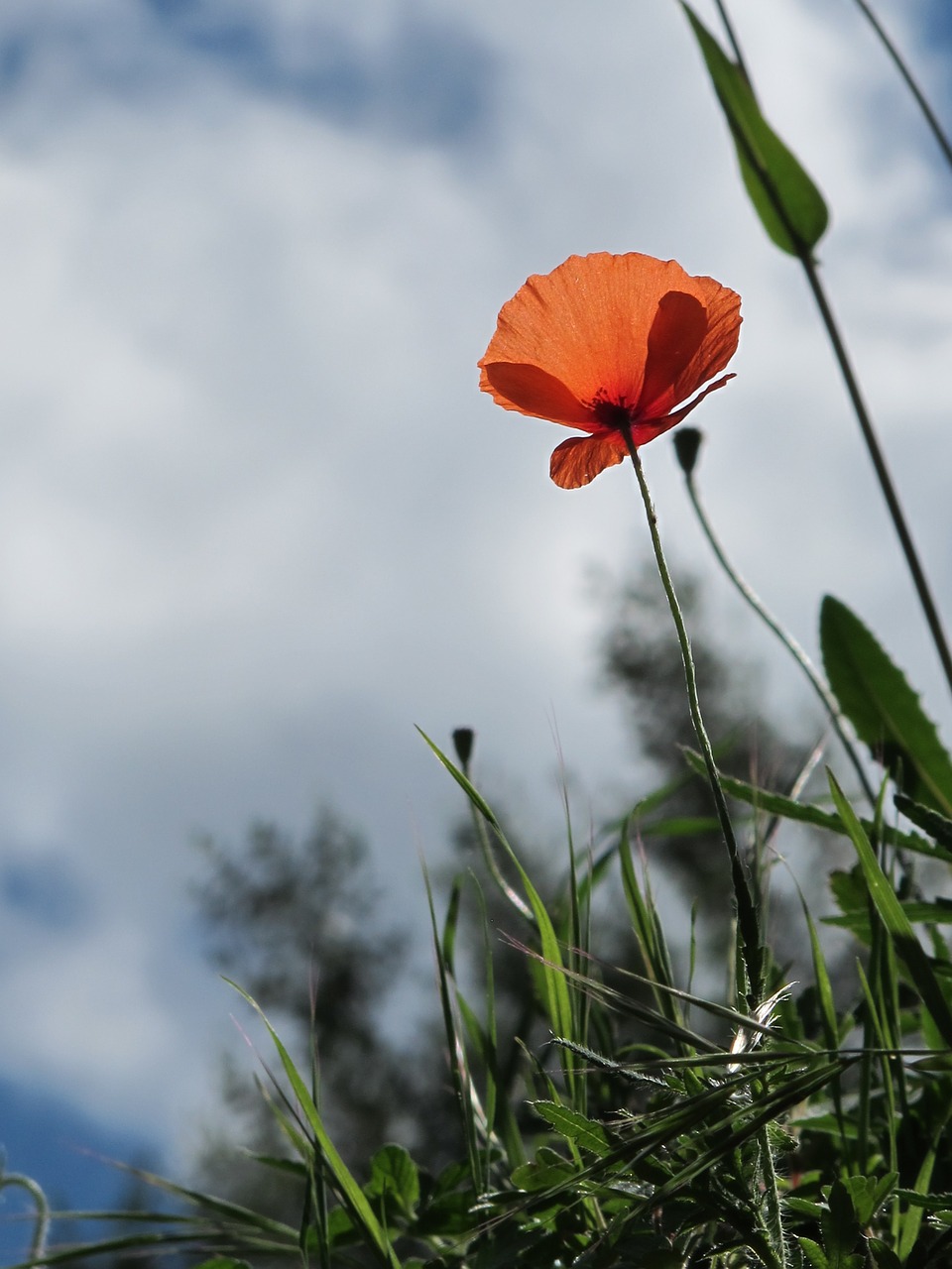 poppy grass summer free photo