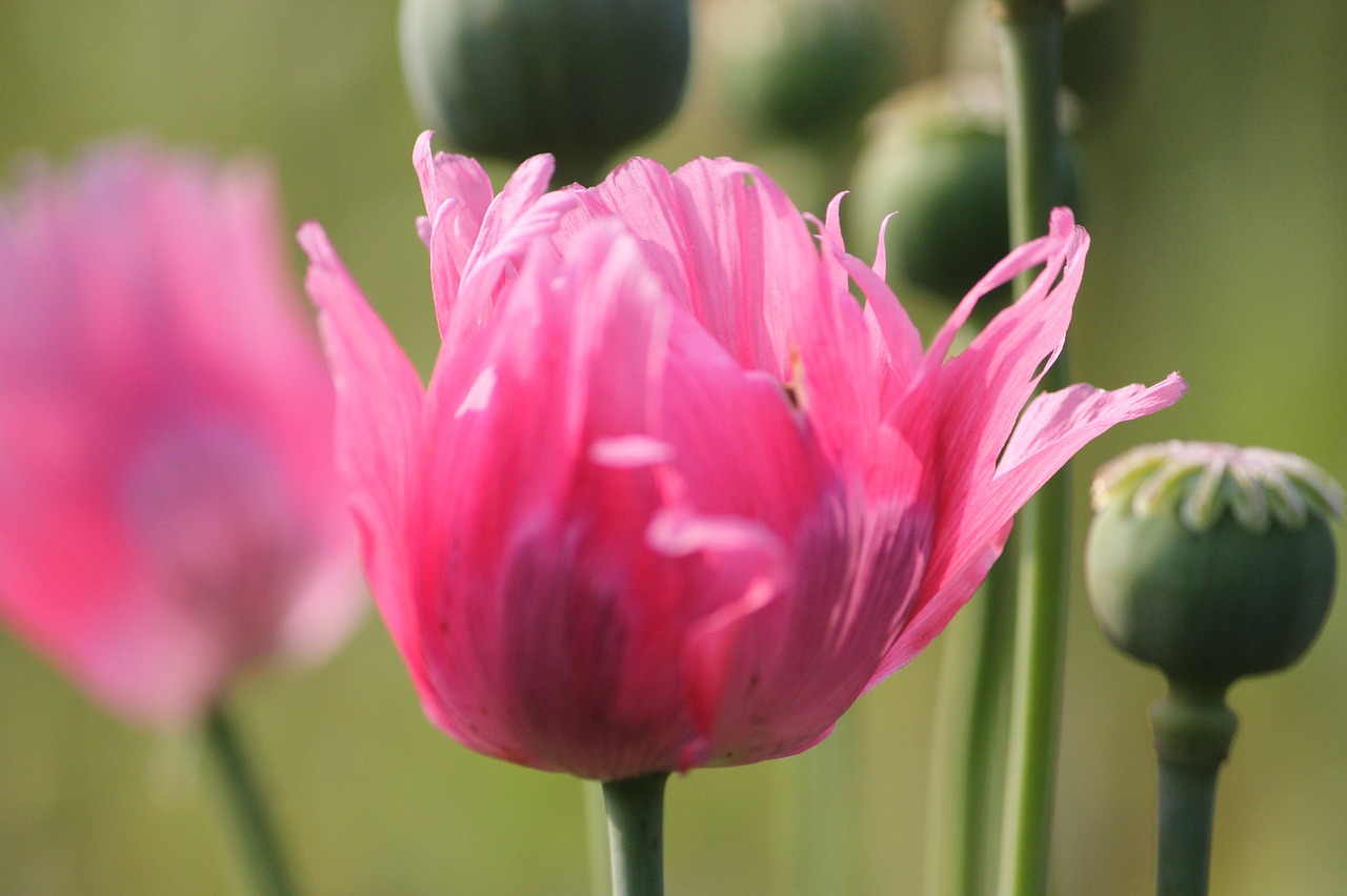 poppy  fransen  green free photo