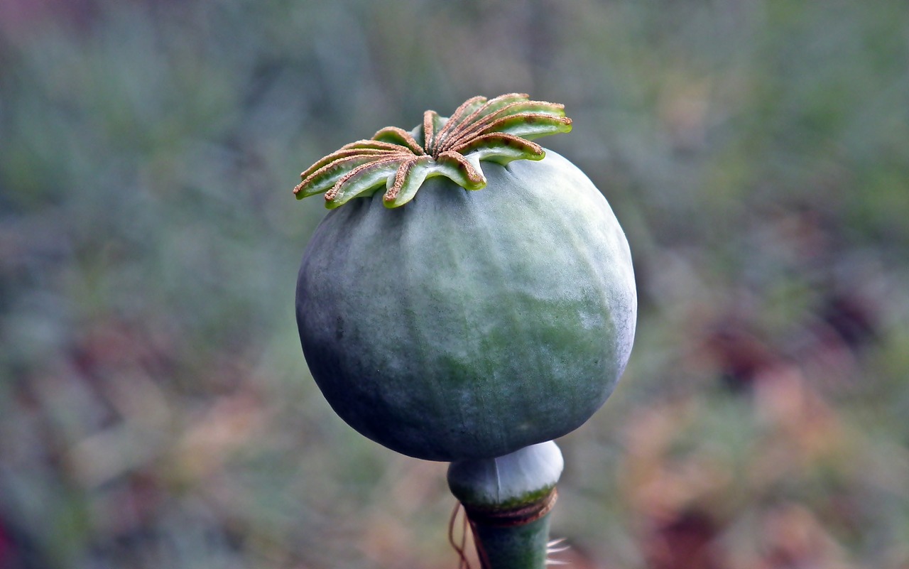 poppy  plant  nature free photo