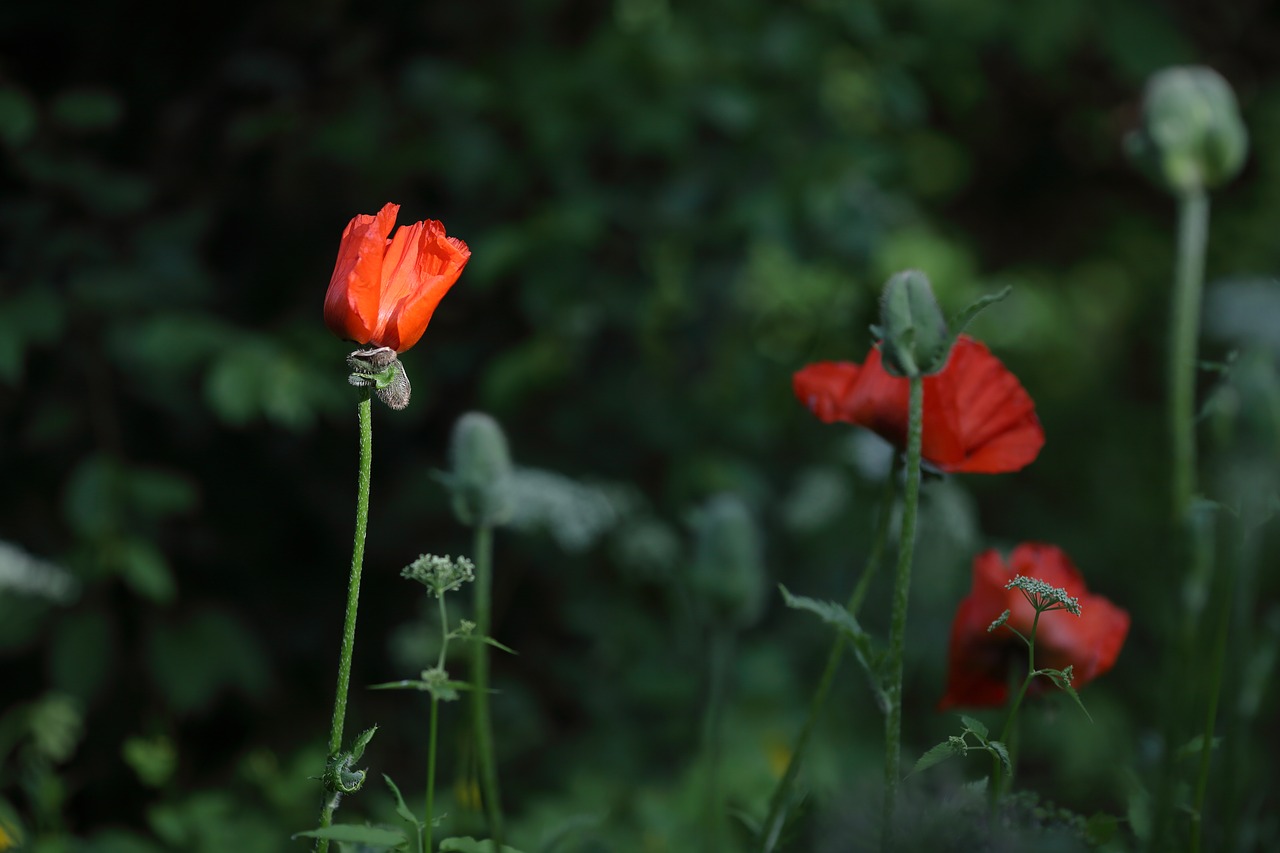 poppy  flower  red free photo