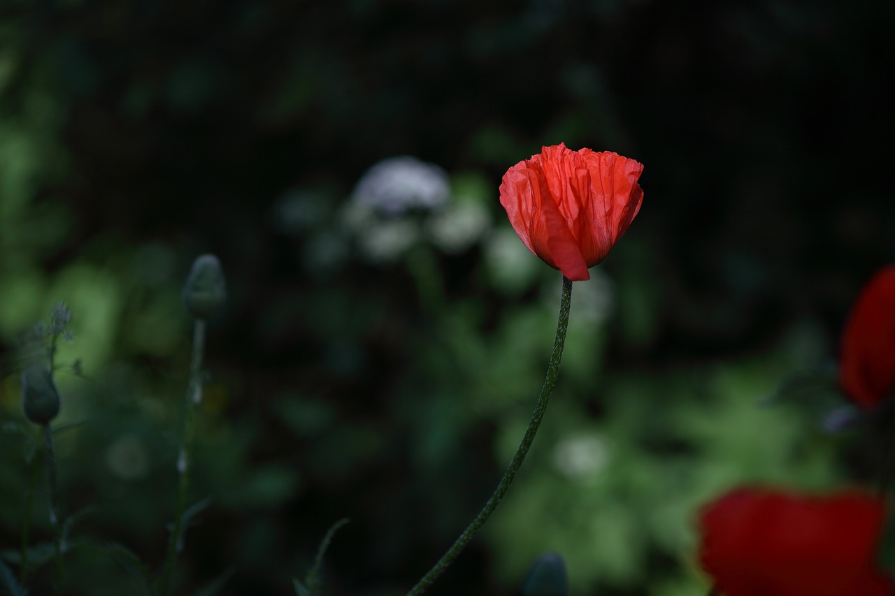 poppy  flower  red free photo