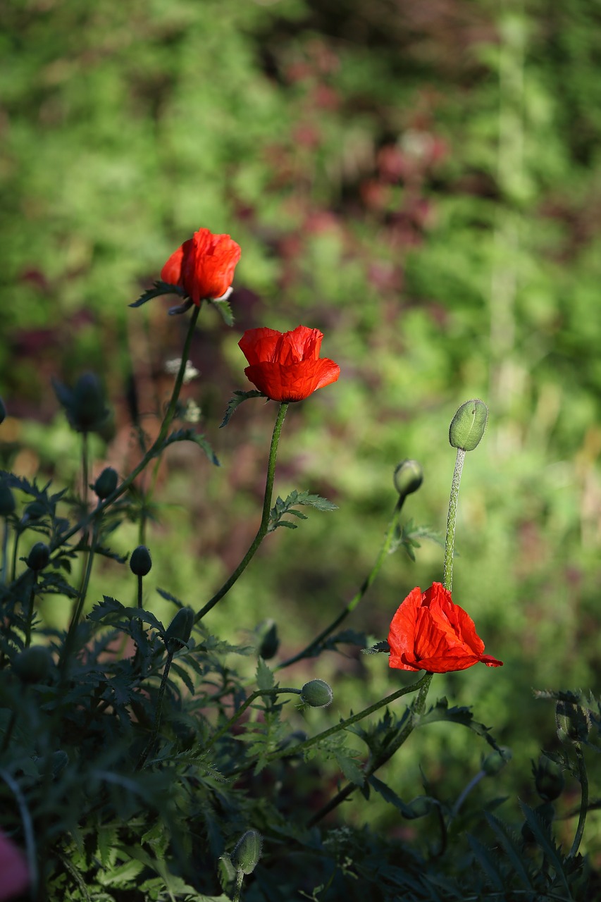 poppy  flower  red free photo