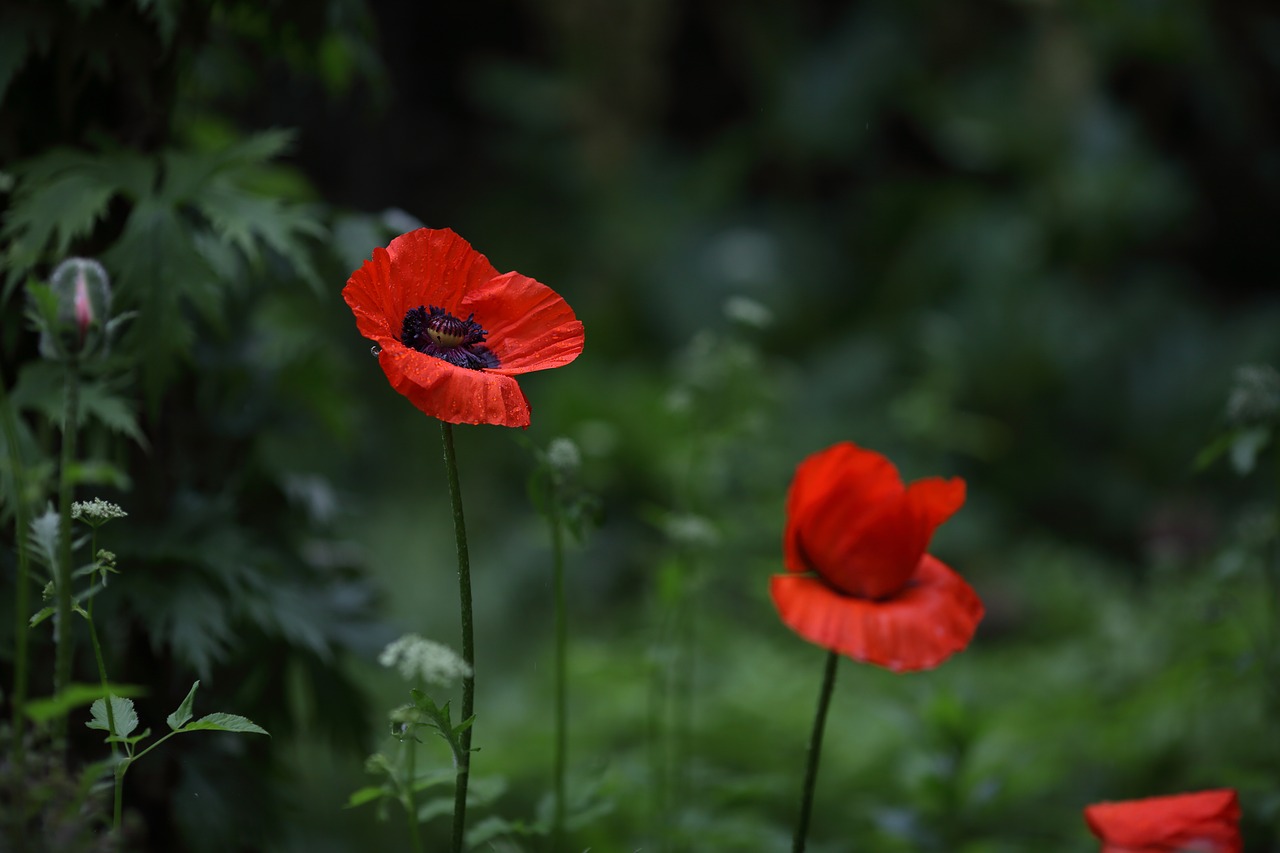 poppy  rain  red free photo