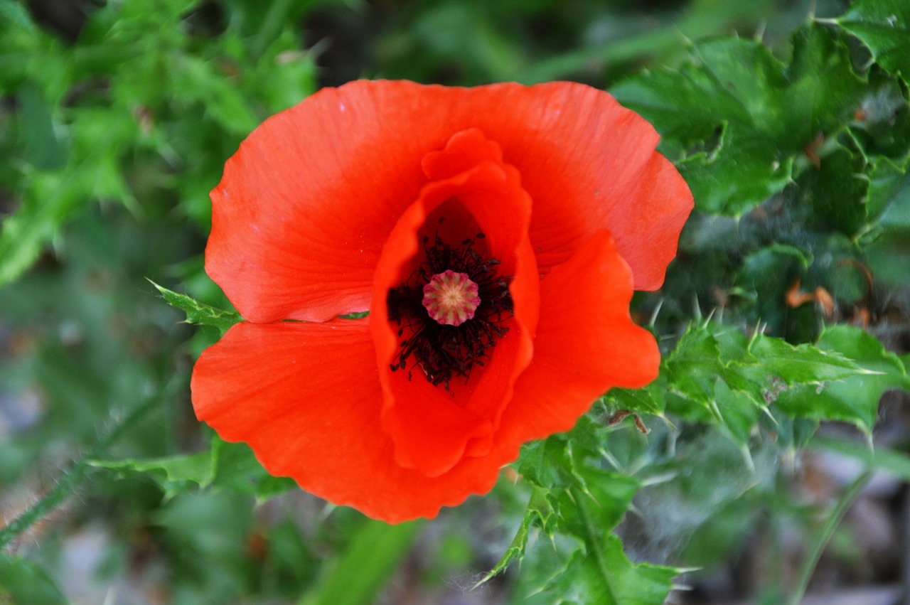 poppy  flower  plant free photo