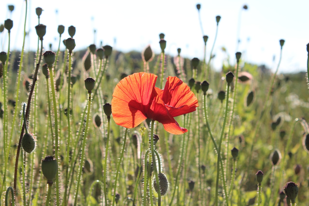 poppy  klatschmohn  nature free photo