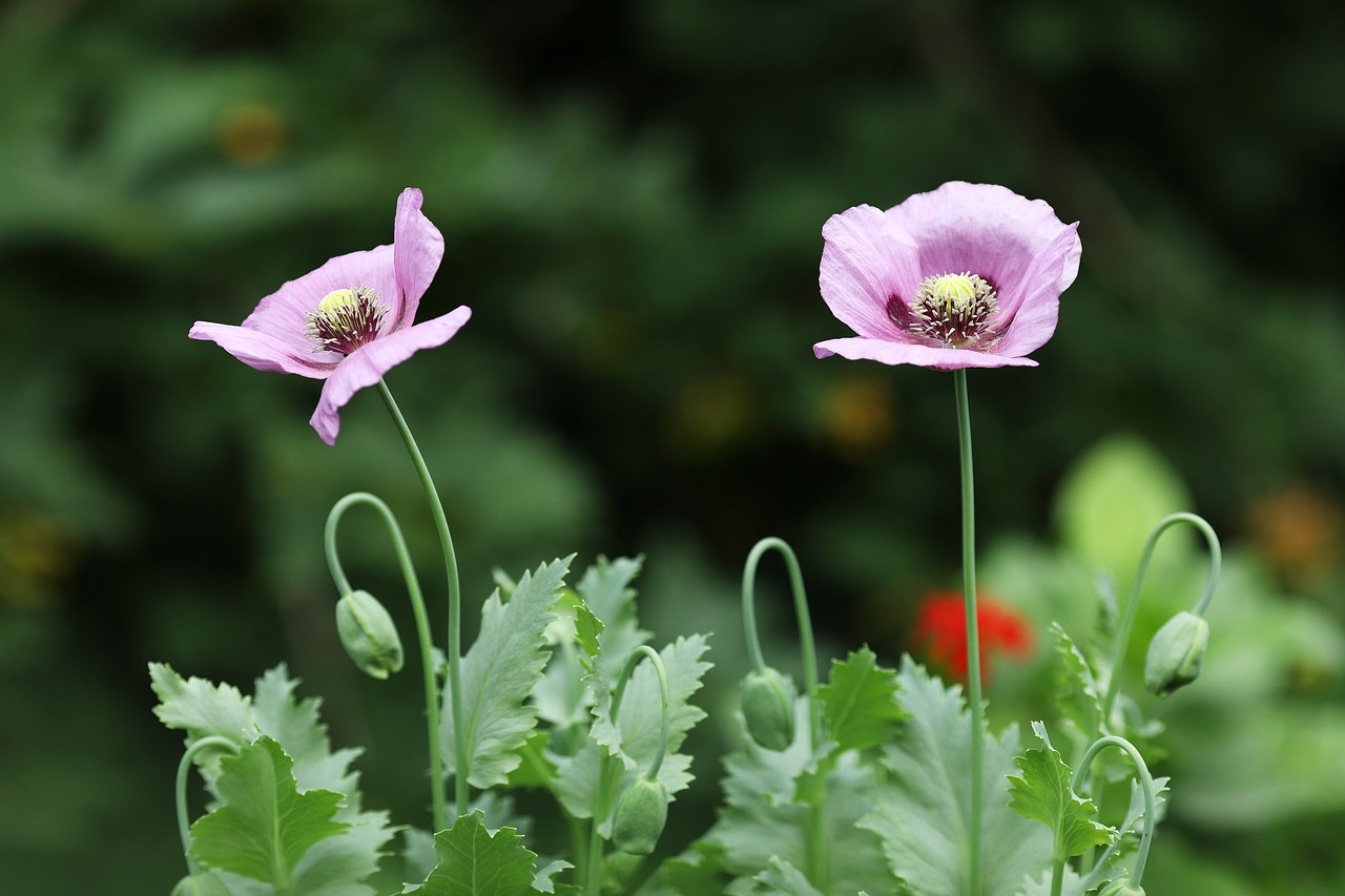 poppy  flower  plant free photo