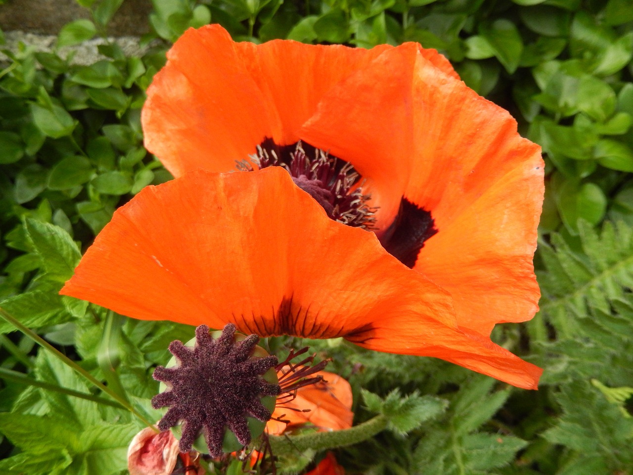 poppy flowers country free photo