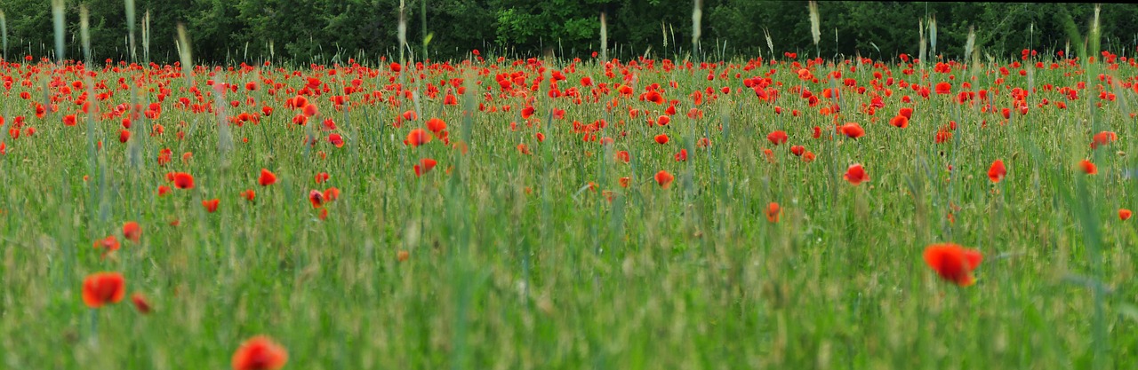 poppy  panorama  nature free photo