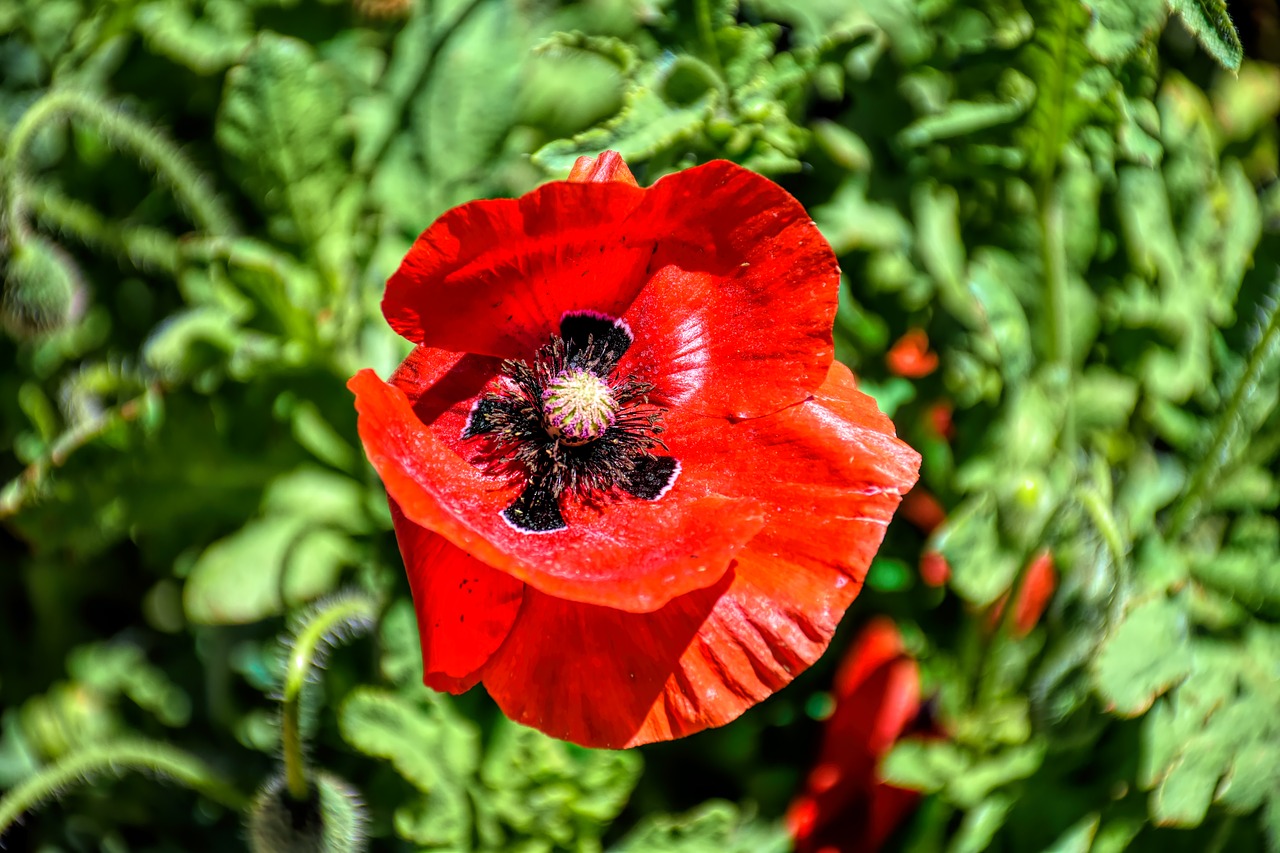 poppy  flower  nature free photo