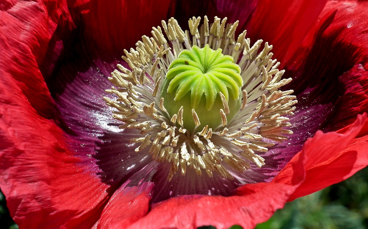 poppy  flower  blooming free photo