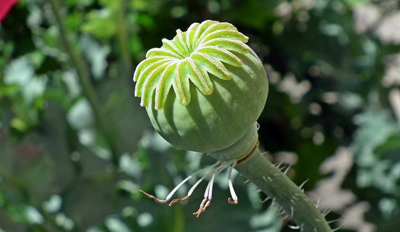 poppy  makowka  nature free photo