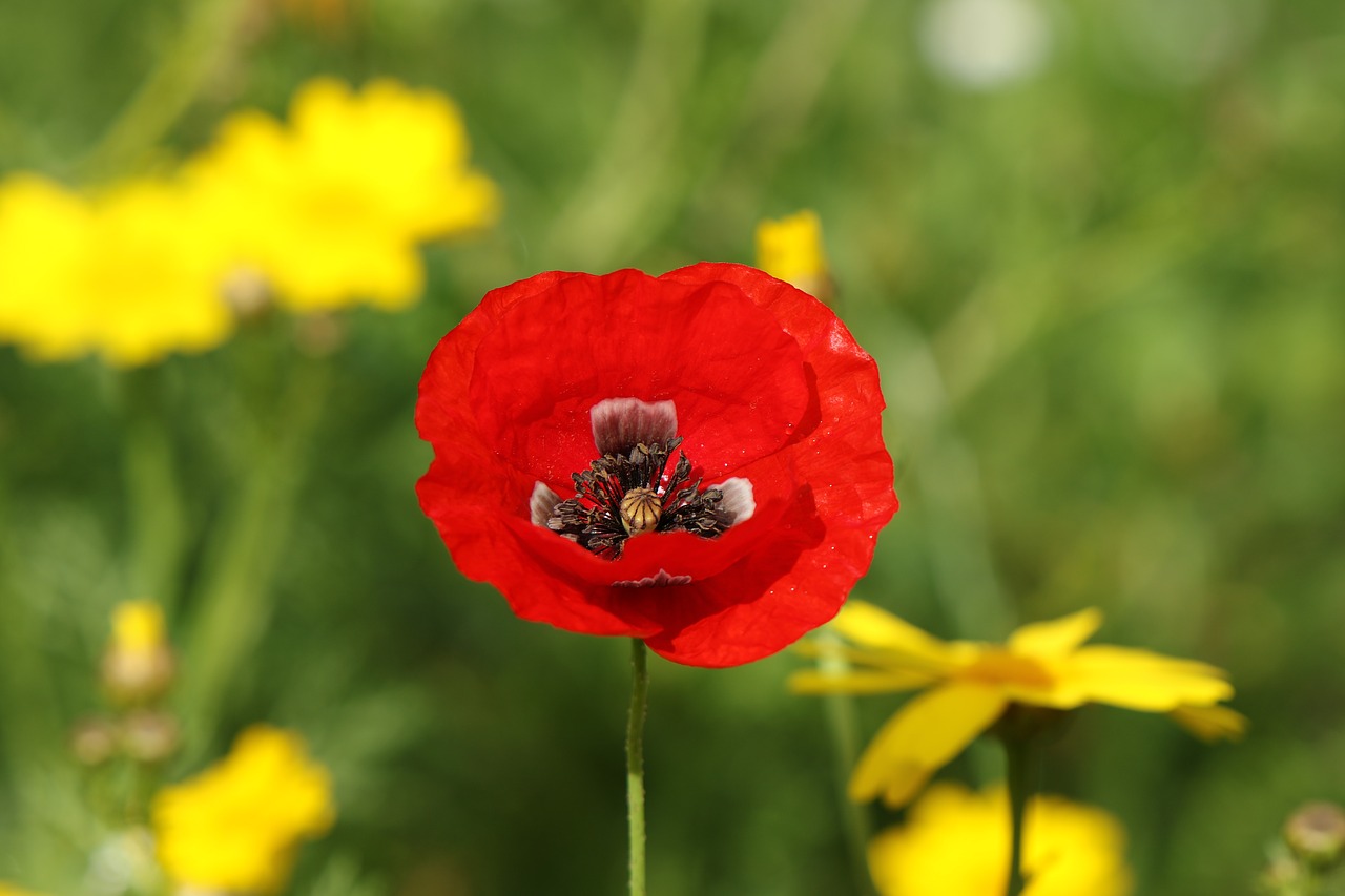 poppy  meadow  field free photo