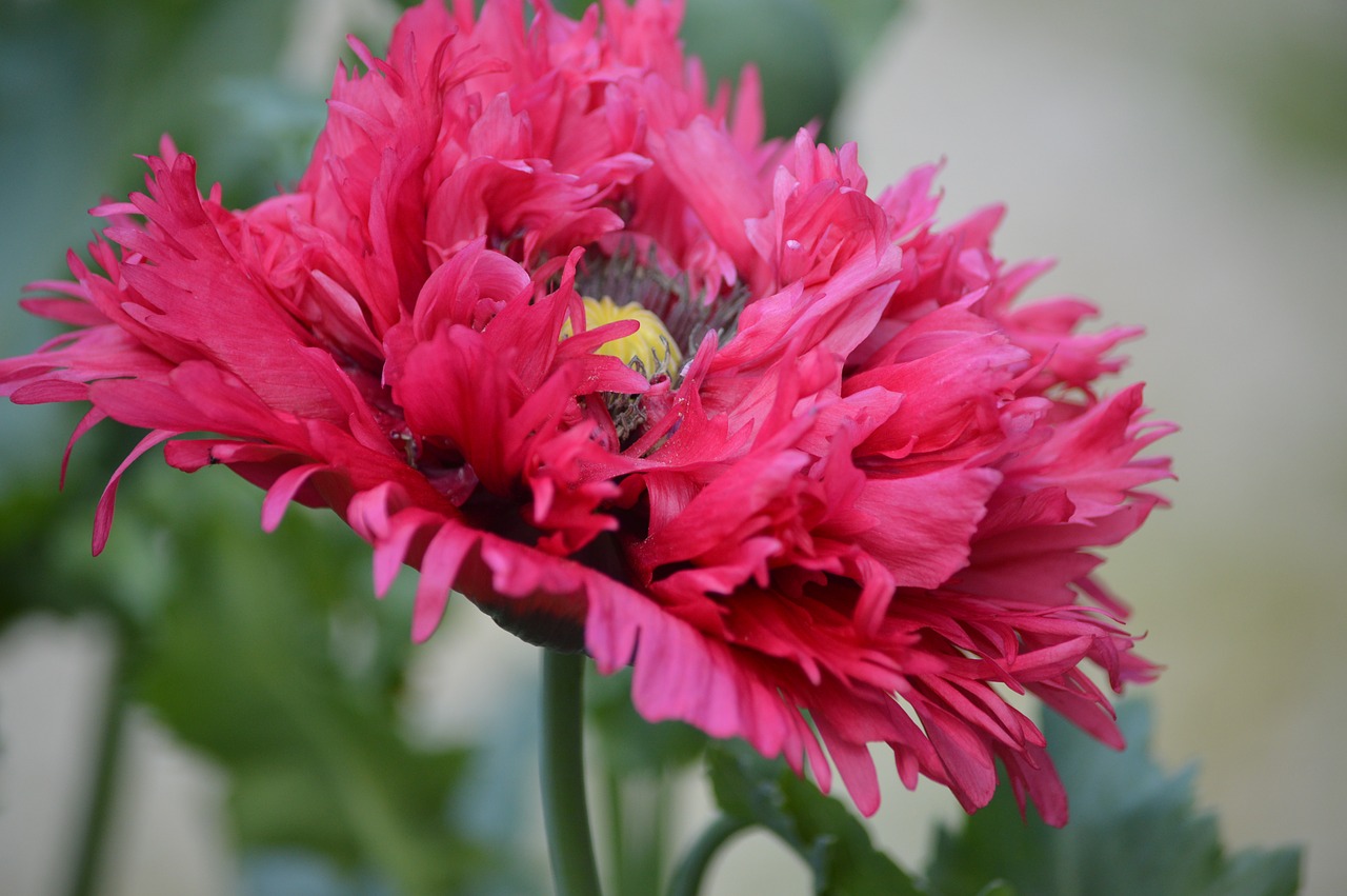 poppy  flower  nature free photo