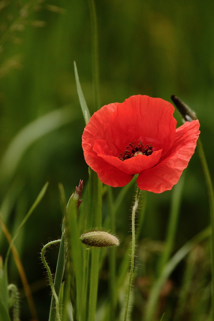 poppy  field  flower free photo