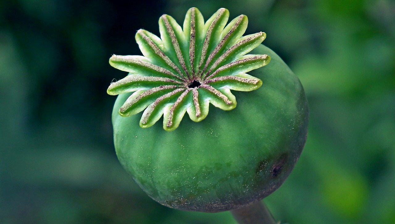 poppy  green  makowka free photo